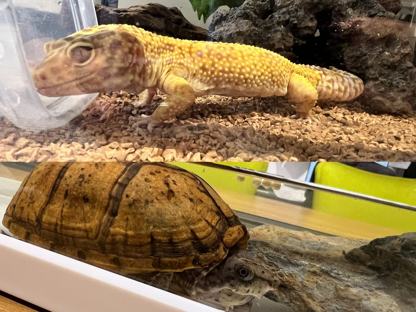癒しの動物たち